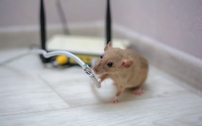 How To Prevent Electrical Damage From Rodents